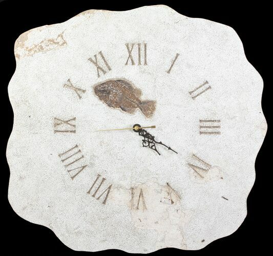 Tall Clock With Cockerellites Fish Fossil - Wyoming #64210